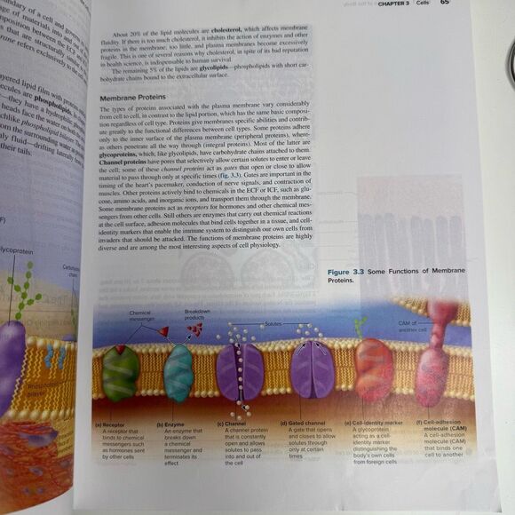 Essentials of Anatomy & Physiology, Third Edition, by Kenneth S. Saladin and Rob - Picture 2 of 4